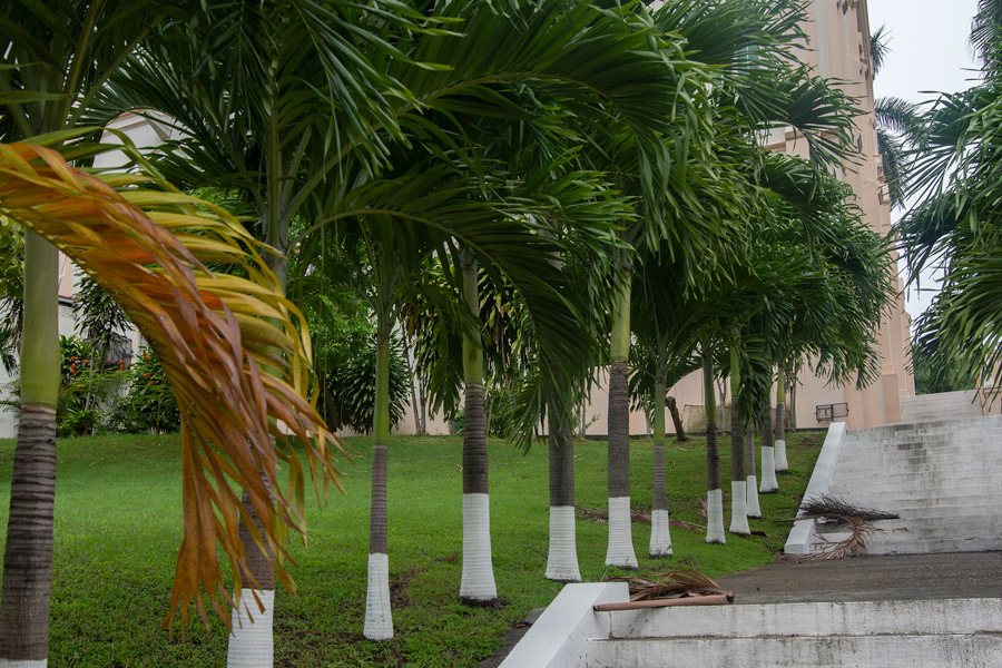 Balboa palm trees photo
