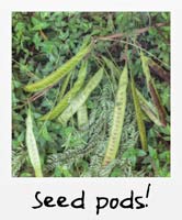 Seed pods!