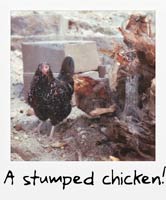 A stumped chicken!