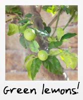 Green lemons!