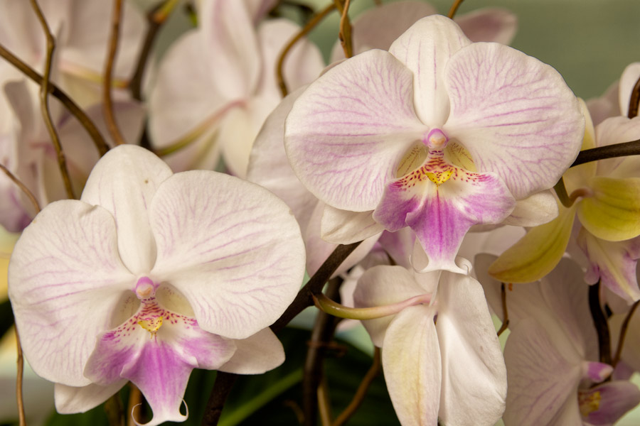 Orchids photo