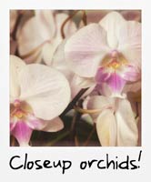 Closeup orchids!