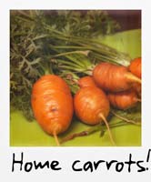Home carrots!