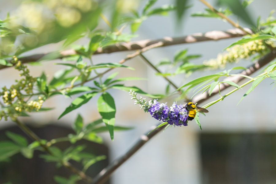 Bumblebee photo