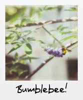 Bumblebee!