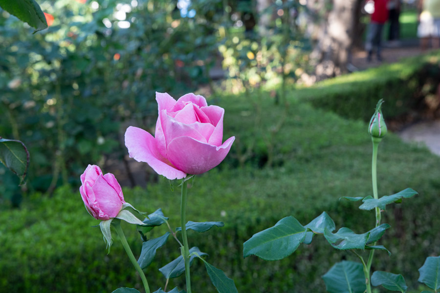 Pink flower photo