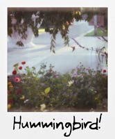Hummingbird!