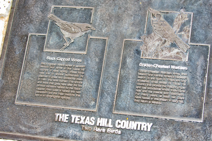 Two rare birds photo