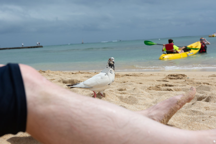 Pigeon beach photo