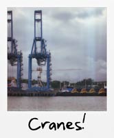 Cranes!
