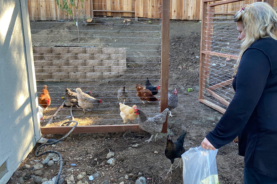 Feeding chickens photo
