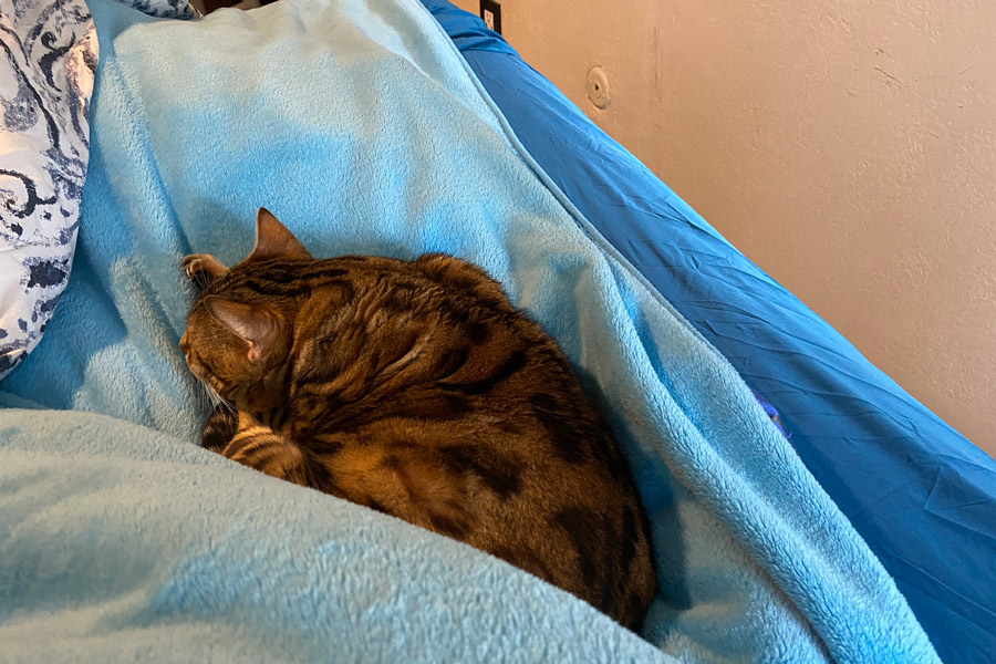 Bengal cat sleeping photo