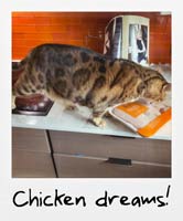 Chicken dreams!