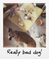 Really bad dog!