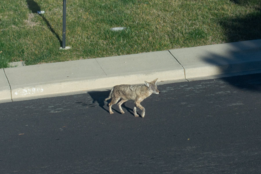 Coyote photo