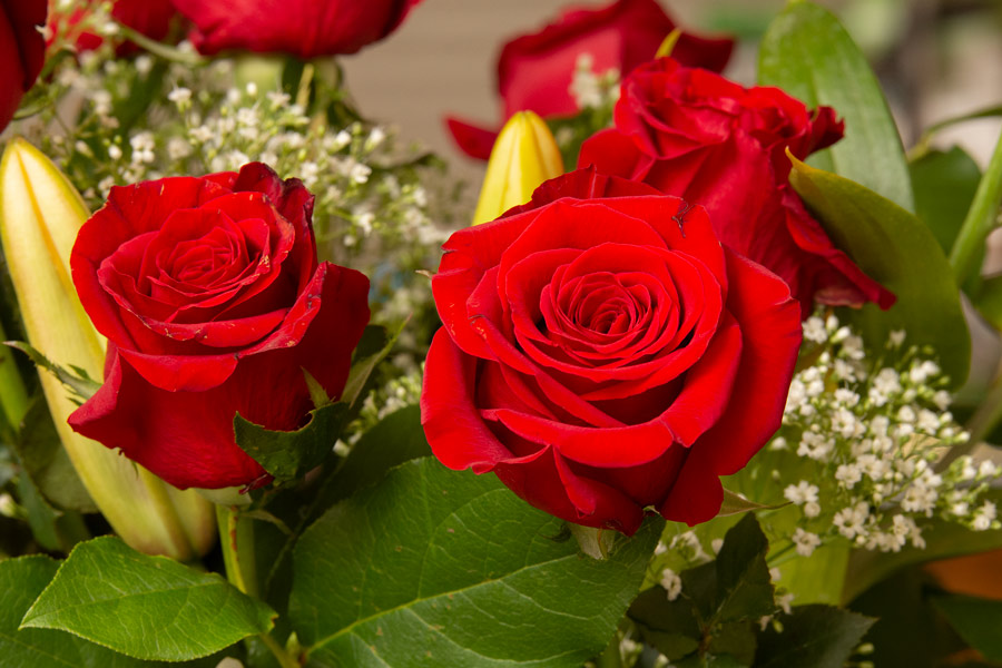 Roses photo