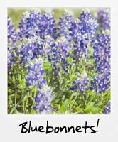 Bluebonnets!