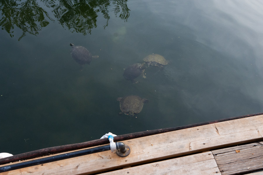 Turtles photo