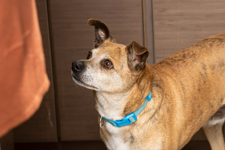 Dog photo