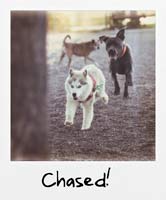 Chased!