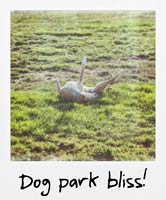 Dog park bliss!