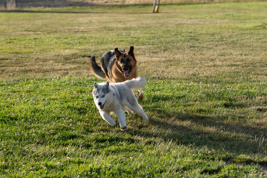 Dog photo