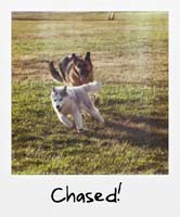 Chased!