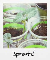 Sprouts!