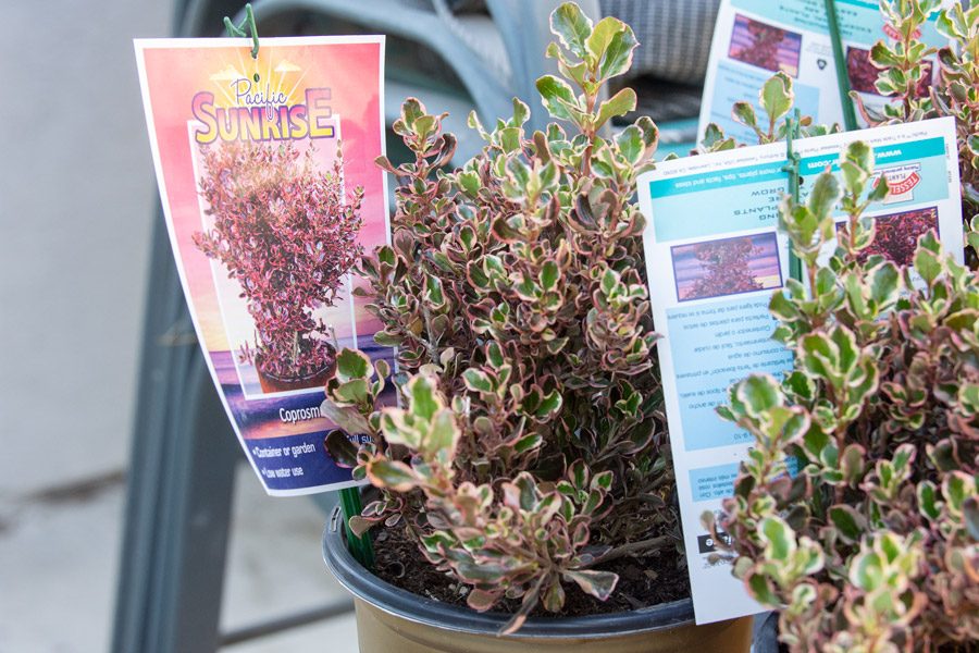 Shrub photo