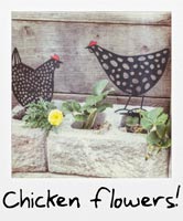 Chicken flowers!