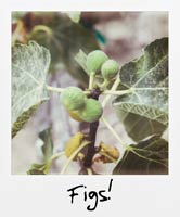 Figs!