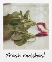Fresh radishes!