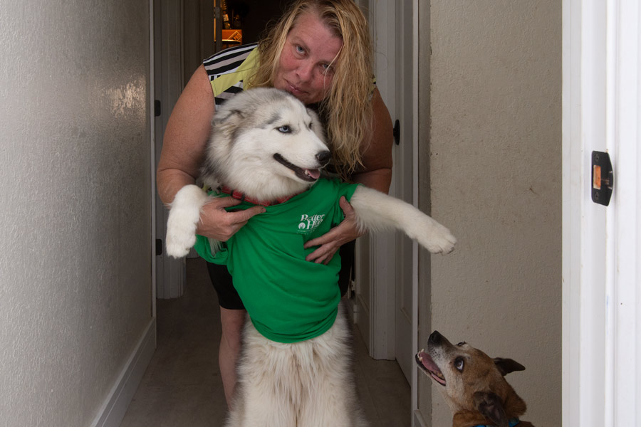 Husky photo