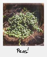 Peas!