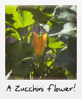 A zucchini flower!