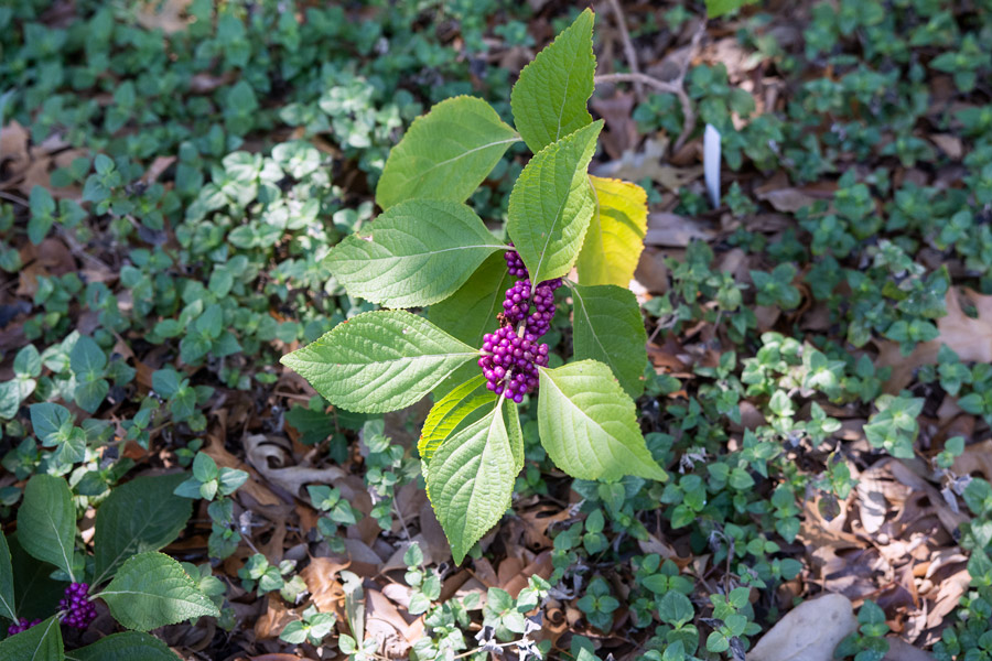 Beauty Berries photo