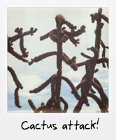 Cactus attack!