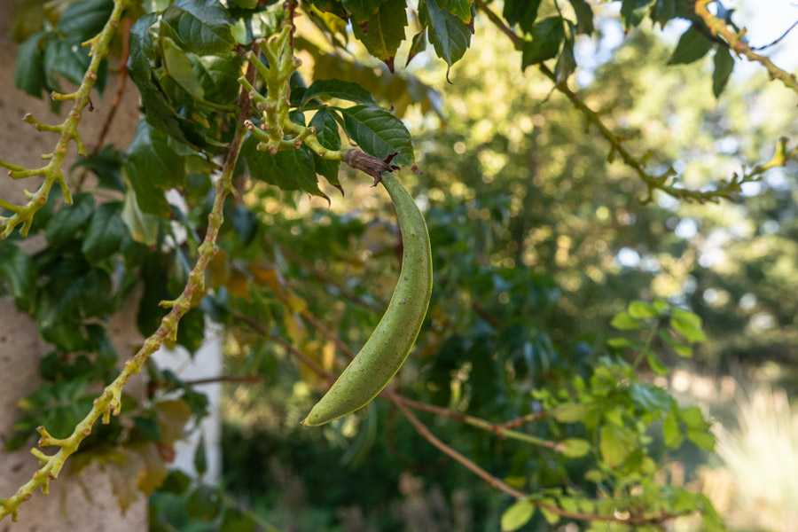 Seed pod photo