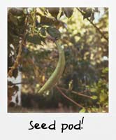 Seed pod!