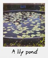 A lily pond!