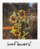 Sunflowers!