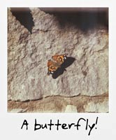 A butterfly!