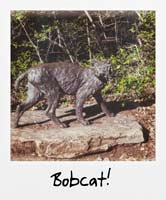 Bobcat!