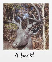 A buck!