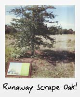Runaway Scrape Oak!