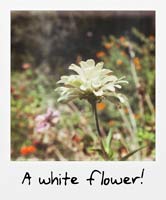 A white flower!
