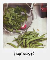 Harvest!