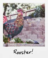 Rooster!