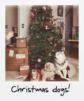 Christmas dogs!