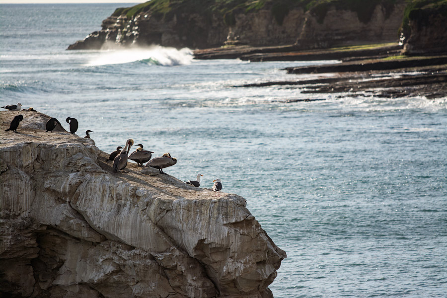 Sea birds photo